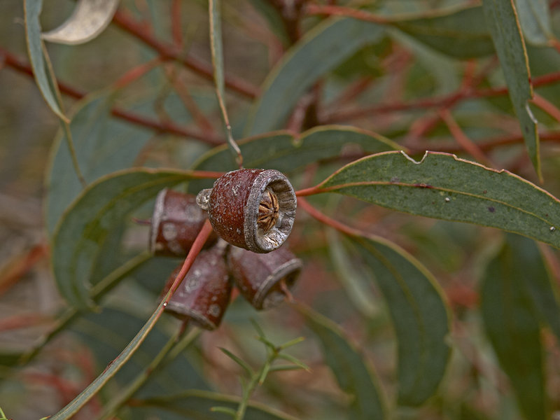 Kangaroo Island, Eucalyptus